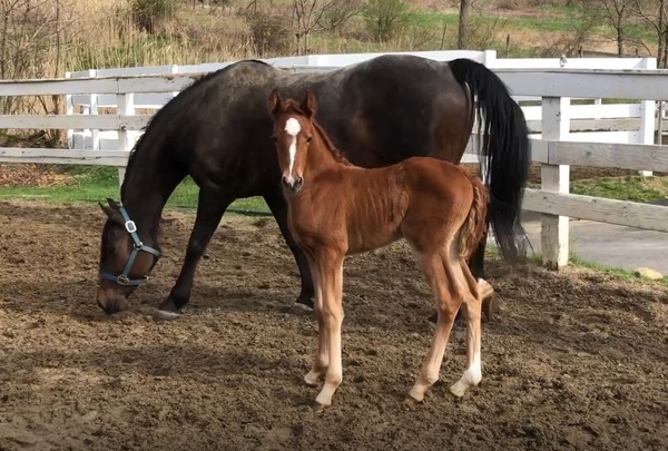 UConn Morgan mare and foal