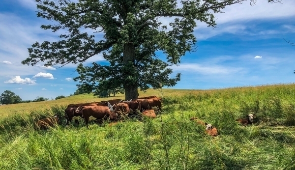 Herd of horses on Horsebarn Hill