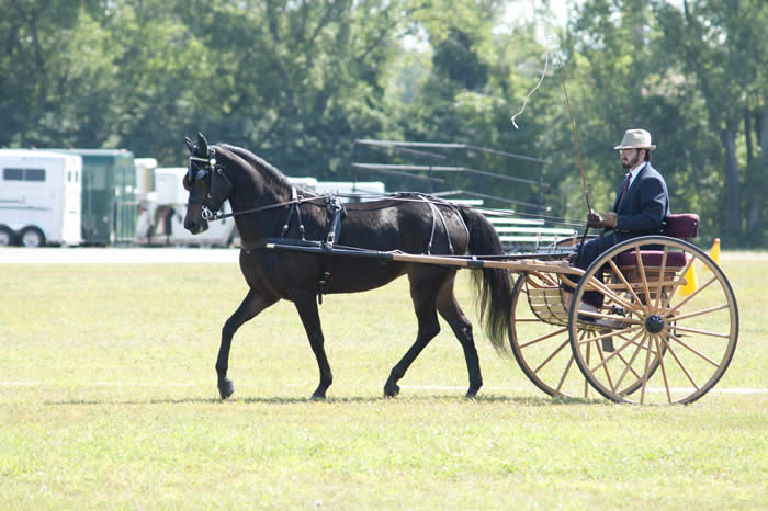 AJ Terracciano (ANSC Major) shows Stillwell Suma at Mass Morgan (2015) Photo courtesy of Dr. Sarah Reed
