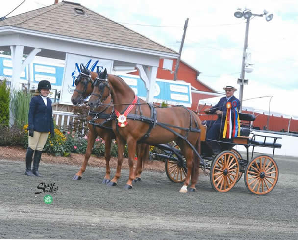 Mr. Bennett along with groom Jane Griffin (ANSC Major) brought UC Mastermind and UC Valentino to show in the New England Morgan Regional Horse Show. (2014) Photo courtesy of Shane Shiflet Photography