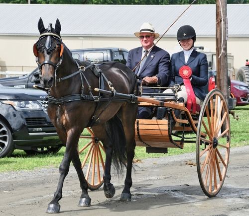 Mr. John Bennett and ANSC student Kira Vigue with UC Romeo at New England Morgan (2018) Photo courtesy of Michelle Lewis