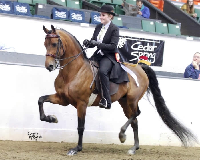 Caitlin Lewis (Animal Science graduate student) at the Connecticut Summer Classic with UC Domination (2011) Photo courtesy of Carey McBride