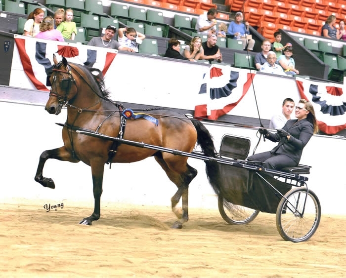 Kayleigh Meyer (Animal Science undergraduate student) at the Connecticut Summer Classic with UC Doc Sanchez (2011) Photo courtesy of Terry Young