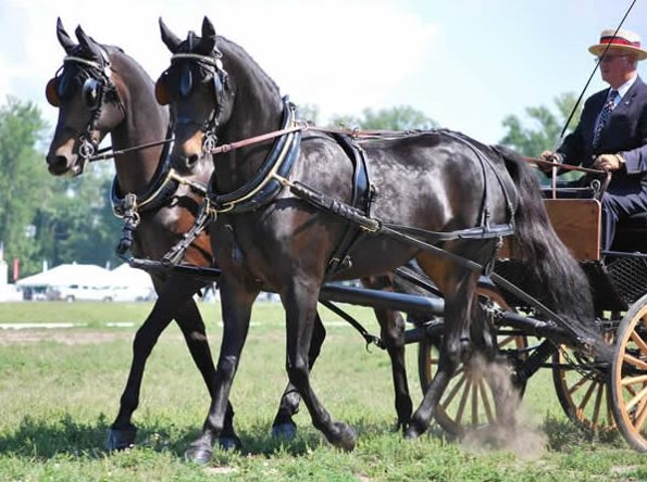 Horse Unit Manager John Bennett shows UC Romeo and Stillwell Suma at Mass Morgan (2016) Photo courtesy of Michelle Lewis