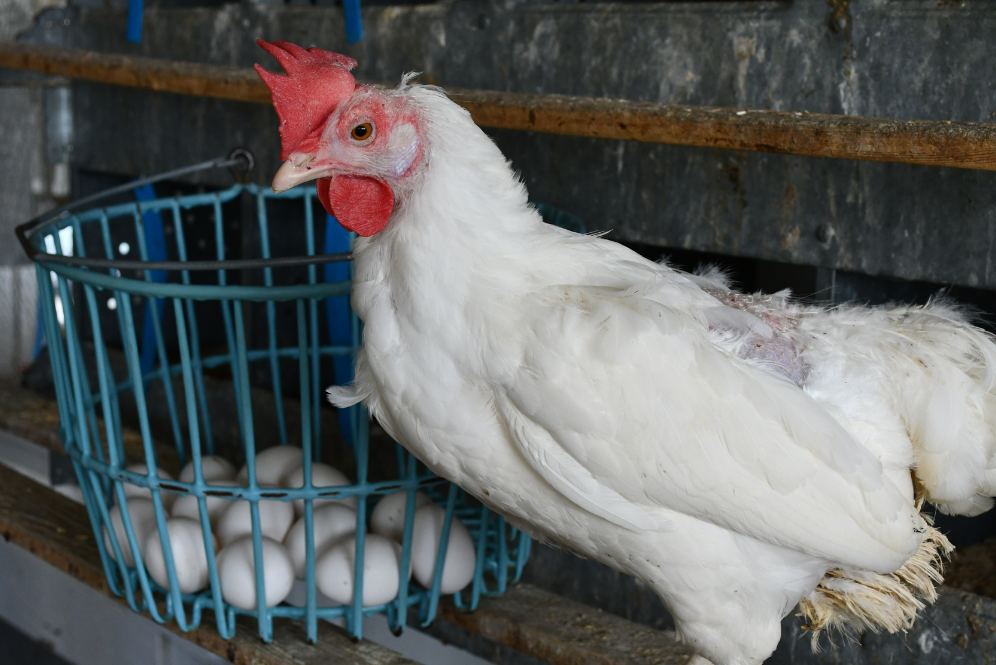 Chicken standing next to a basket of eggs