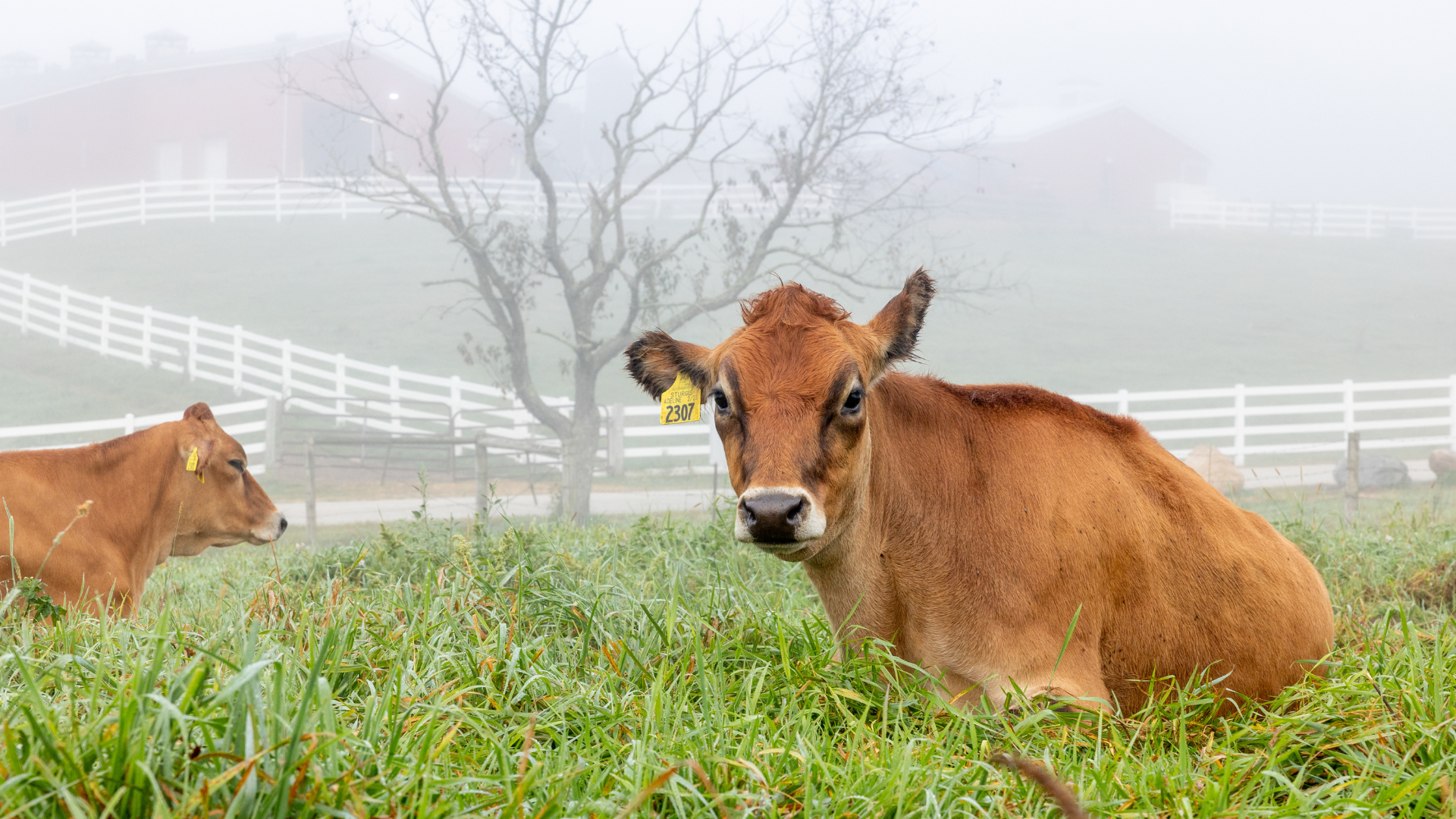 Dairy Cows on Horsebarn Hill