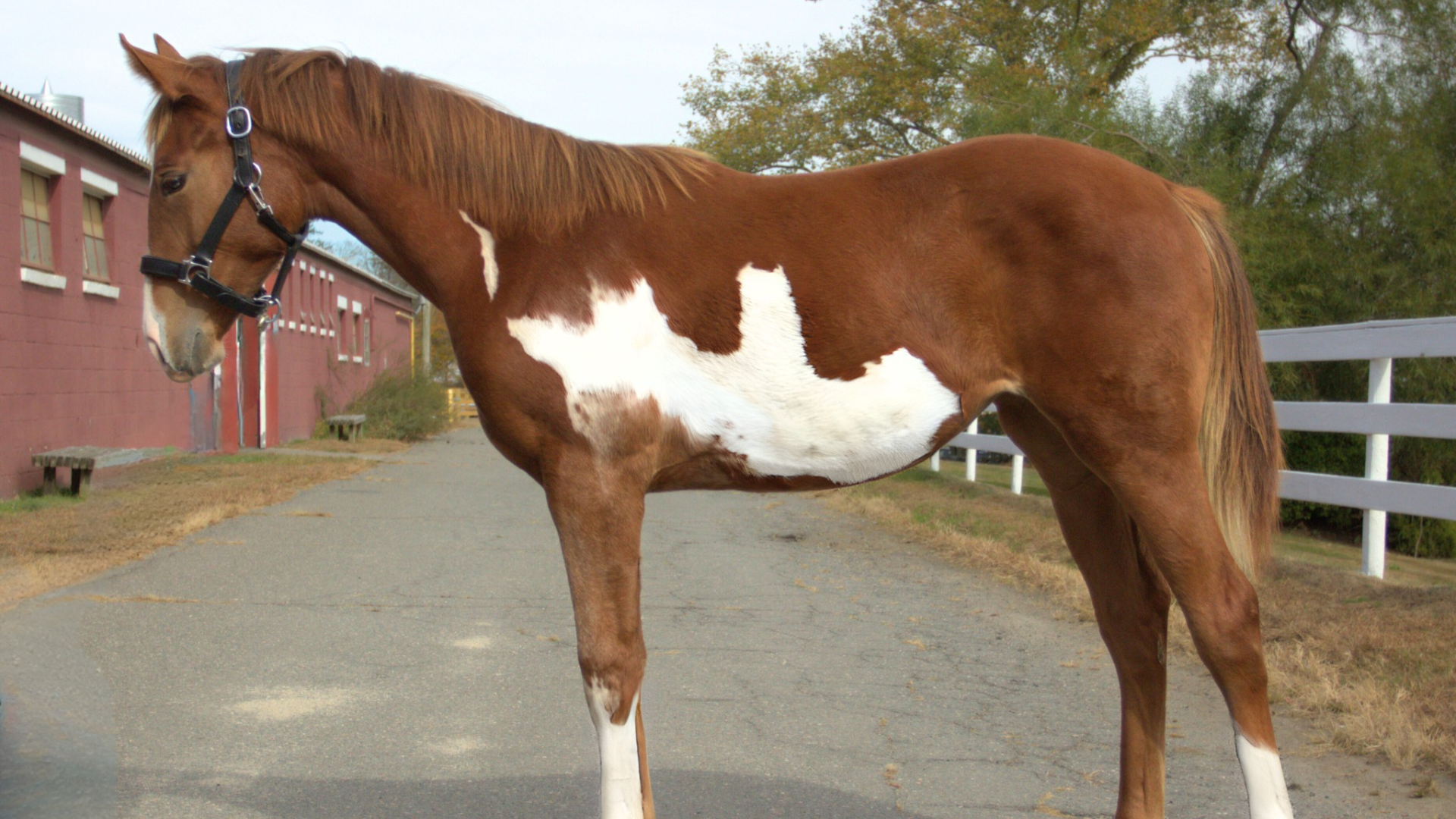 UC Easy Living (horse) posing for photo.