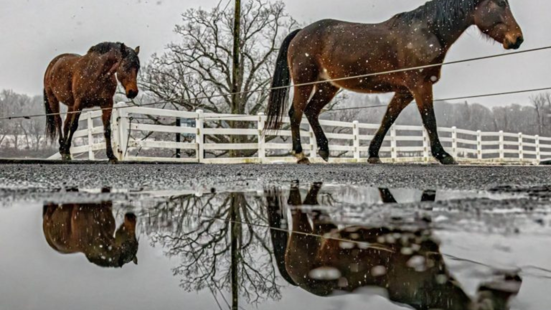UConn's equine program has a long legacy that continues to expand. (Milton Levin/UConn Photo)