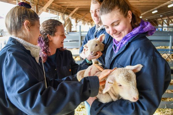 Students holding a baby ewe.