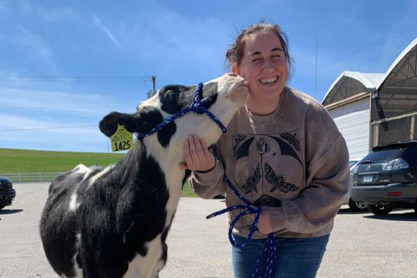 Student receiving a lick from a cow.
