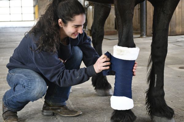 Student applying a cast to a horse's leg.