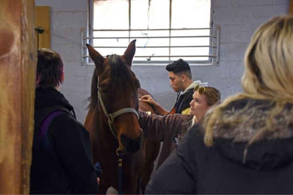 Students examining horse with stethoscope.