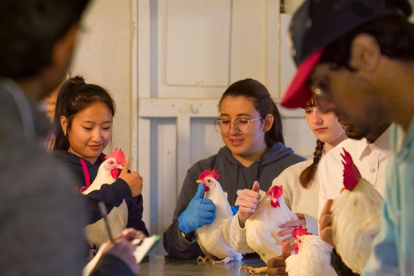 Students cradling chickens.