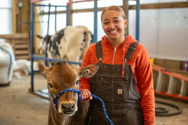 Student posing for photo while handling dairy cow.