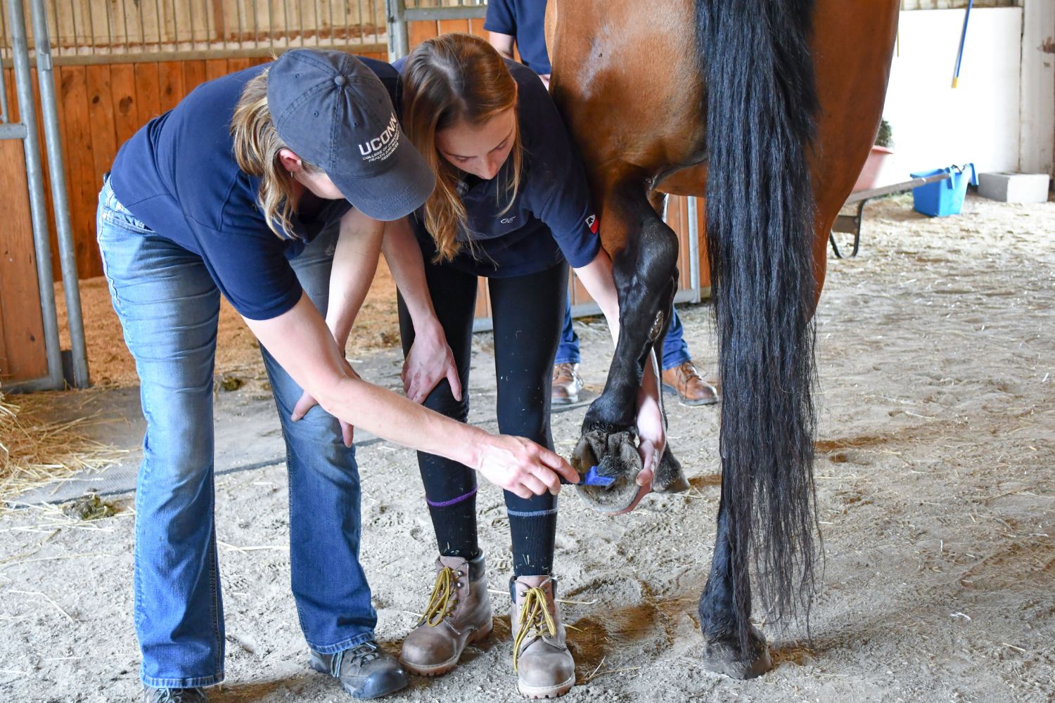 Student and staff member cleaning horse hoof