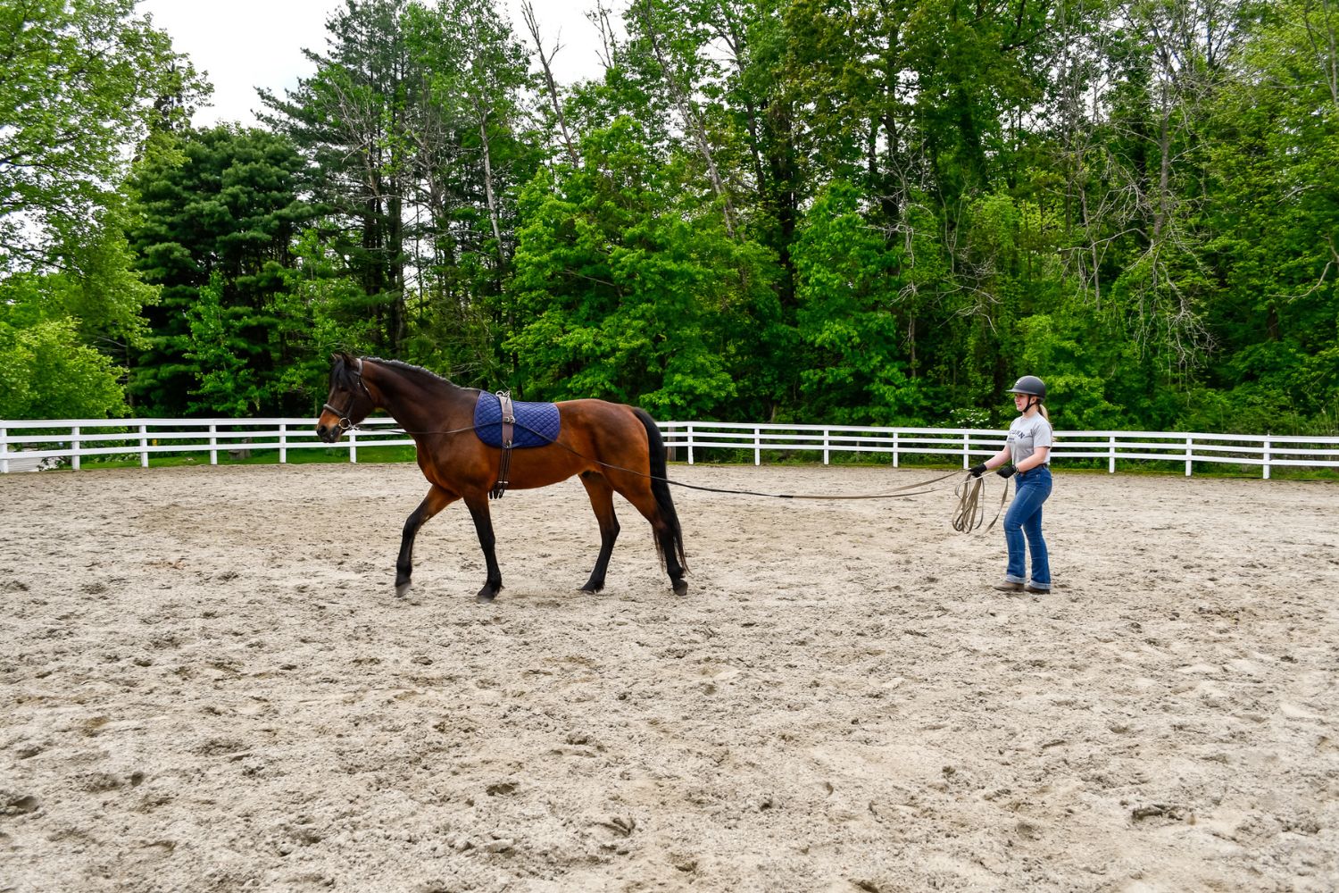 Student working with horse in outdoor paddock