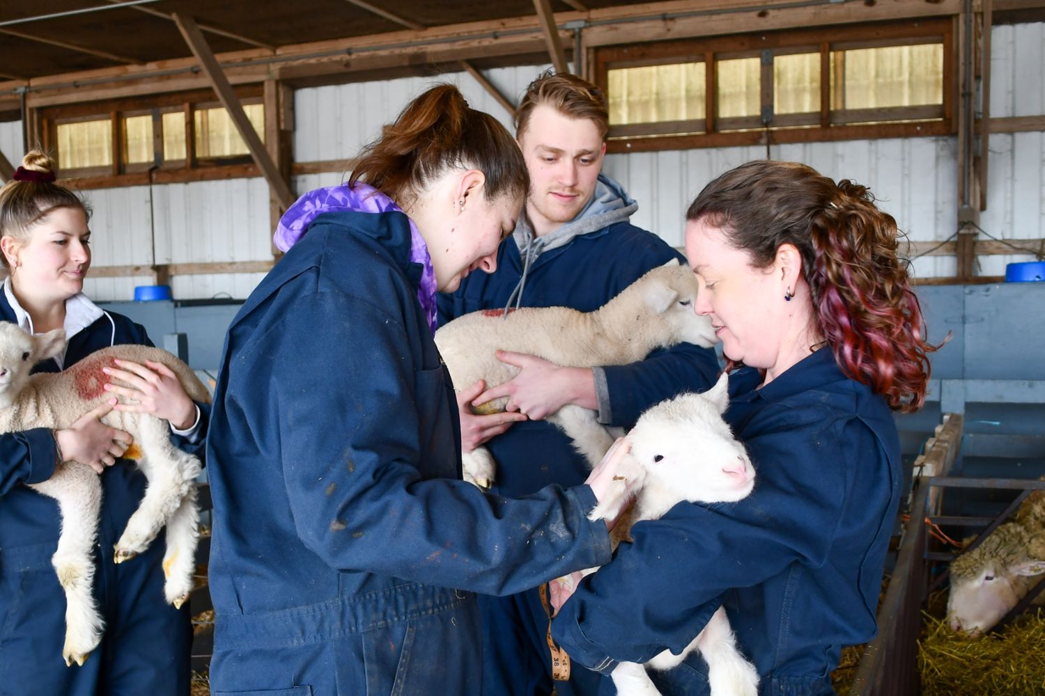 Students cuddling sheep in sheep unit