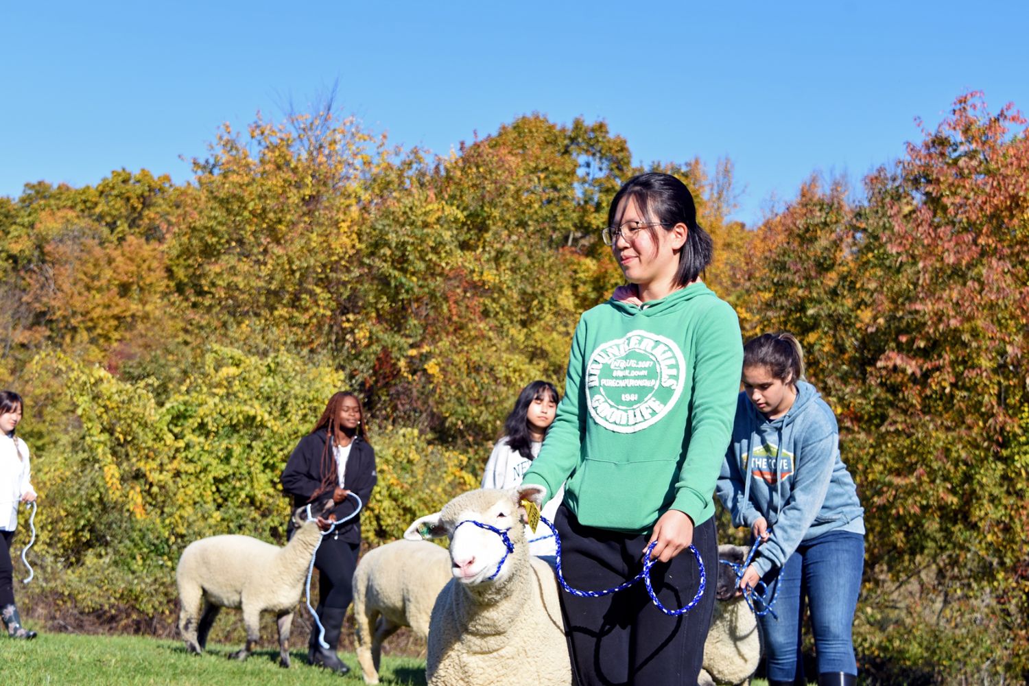 Students leading sheep in line