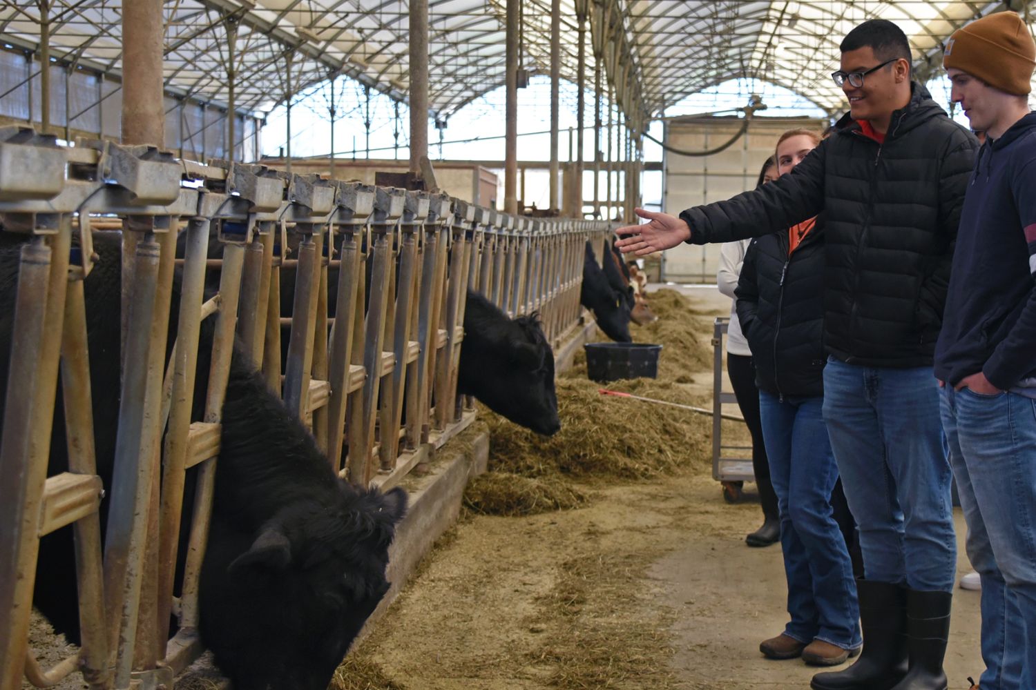 Students looking at beef cattle
