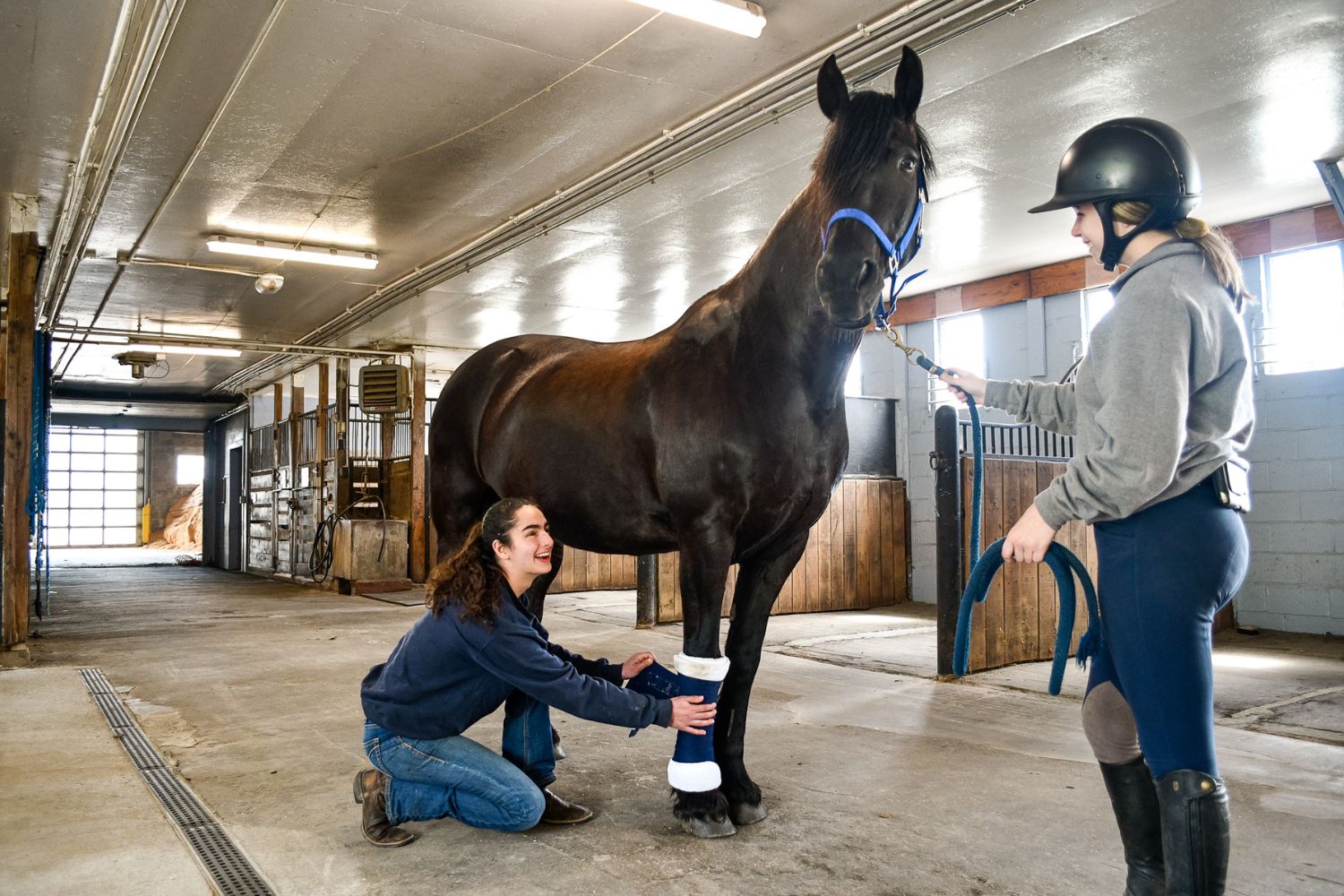 Students putting cast on horse
