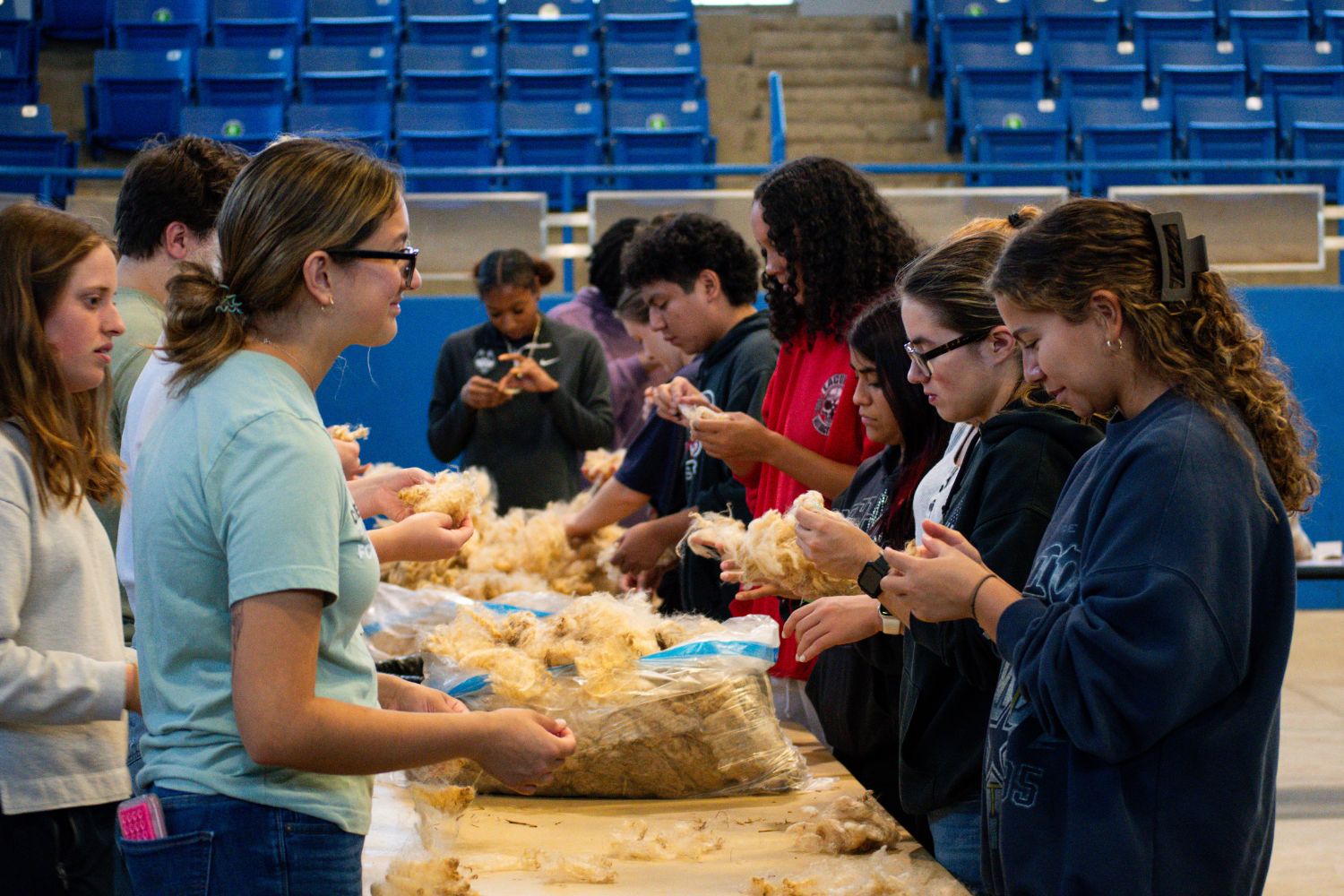 Students sorting through sheep wool in arena