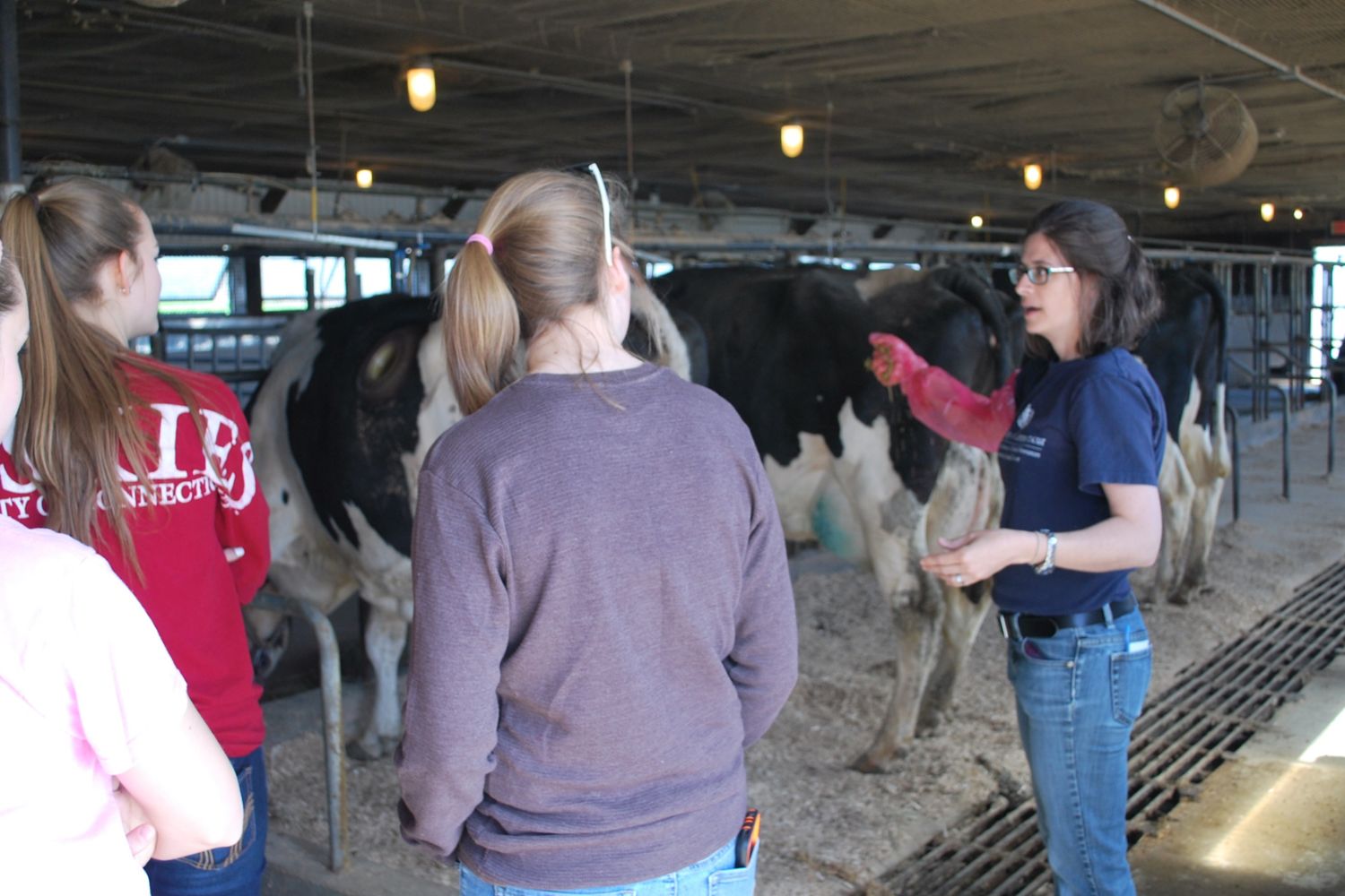 Students watching lecture in cow unit