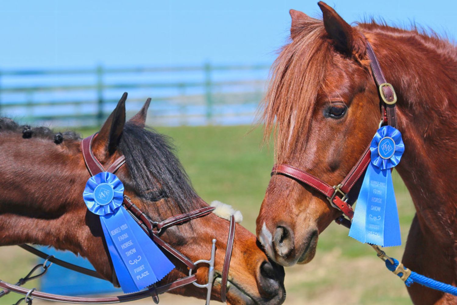 Two horses facing each other for photo