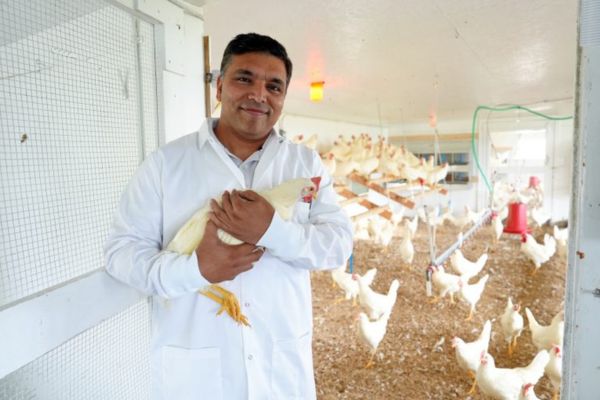 A male holding a white feathered chicken inside of a coop filled with similar looking birds.