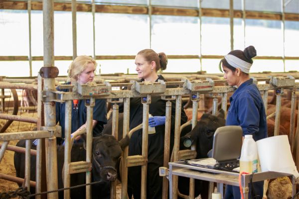 A student and instructor handling a black cow inside of a pen while another student watches closely from a distance