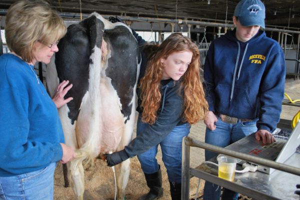 A student performing an ultrasound on a dairy cow alongside a faculty member and peer inside of an animal unit.