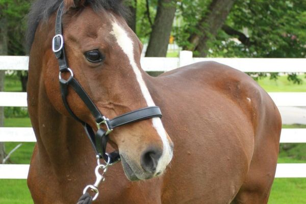 Bay Thoroughbred Gelding.