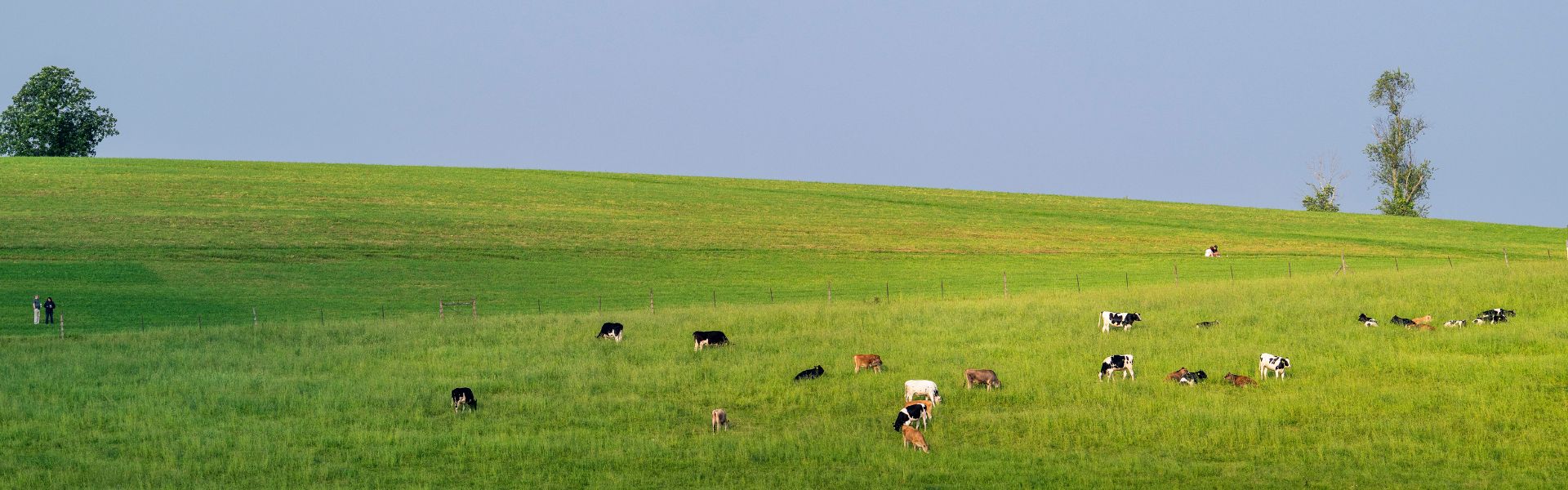 A herd of cows peacefully grazing in a lush green field under a clear blue sky.