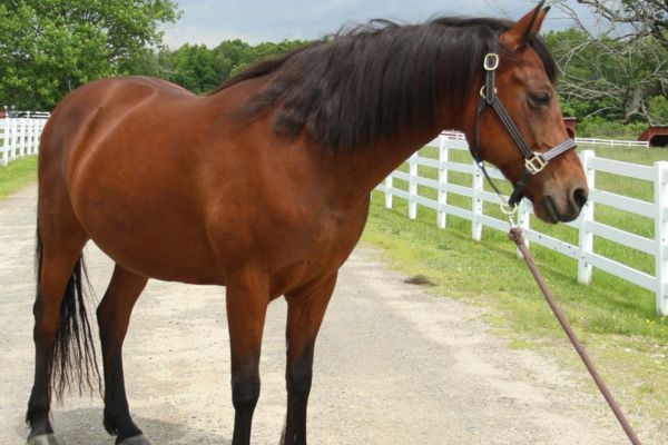Dark brown Morgan Mare