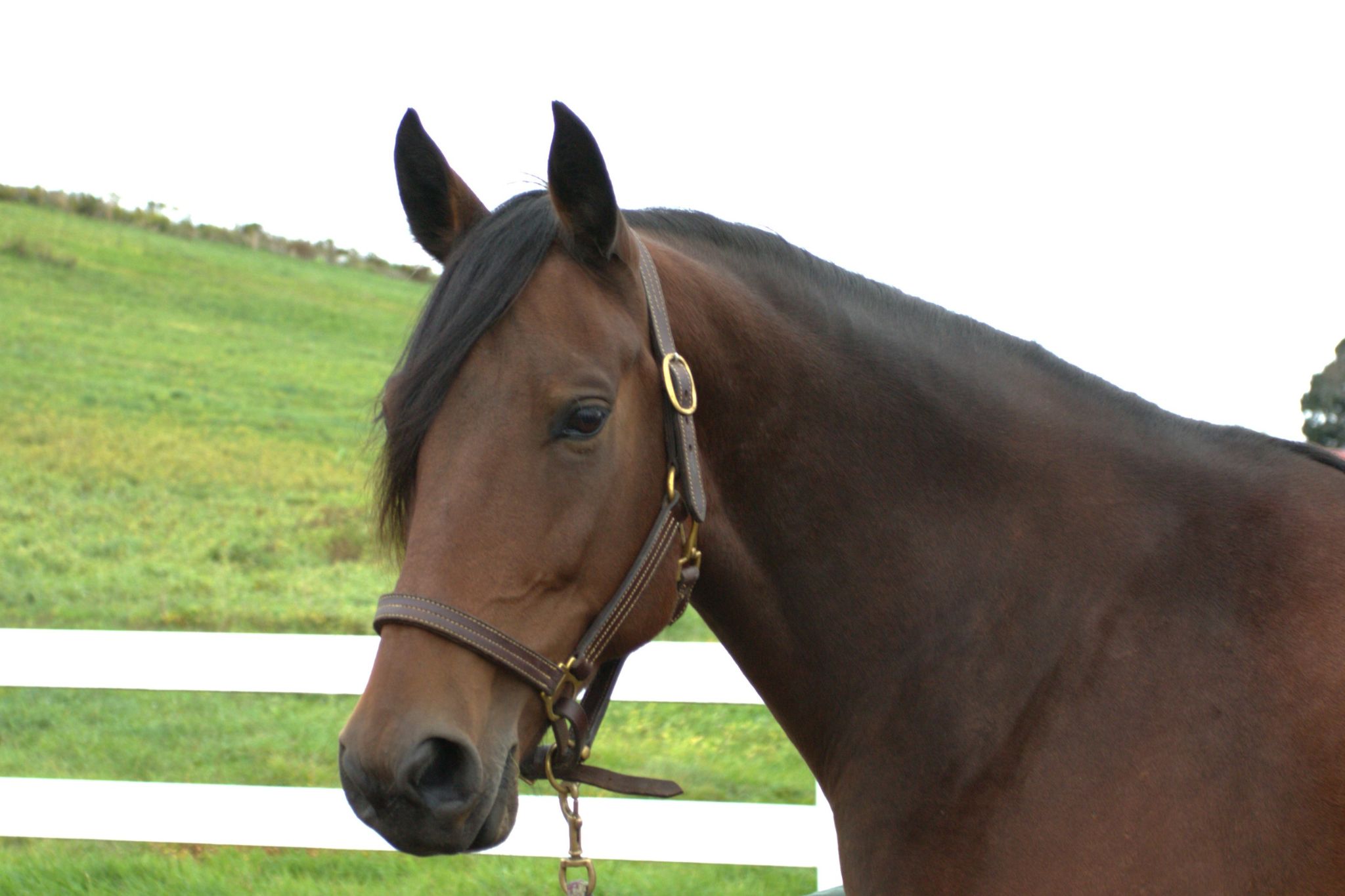 Dark Brown Horse Facing Front