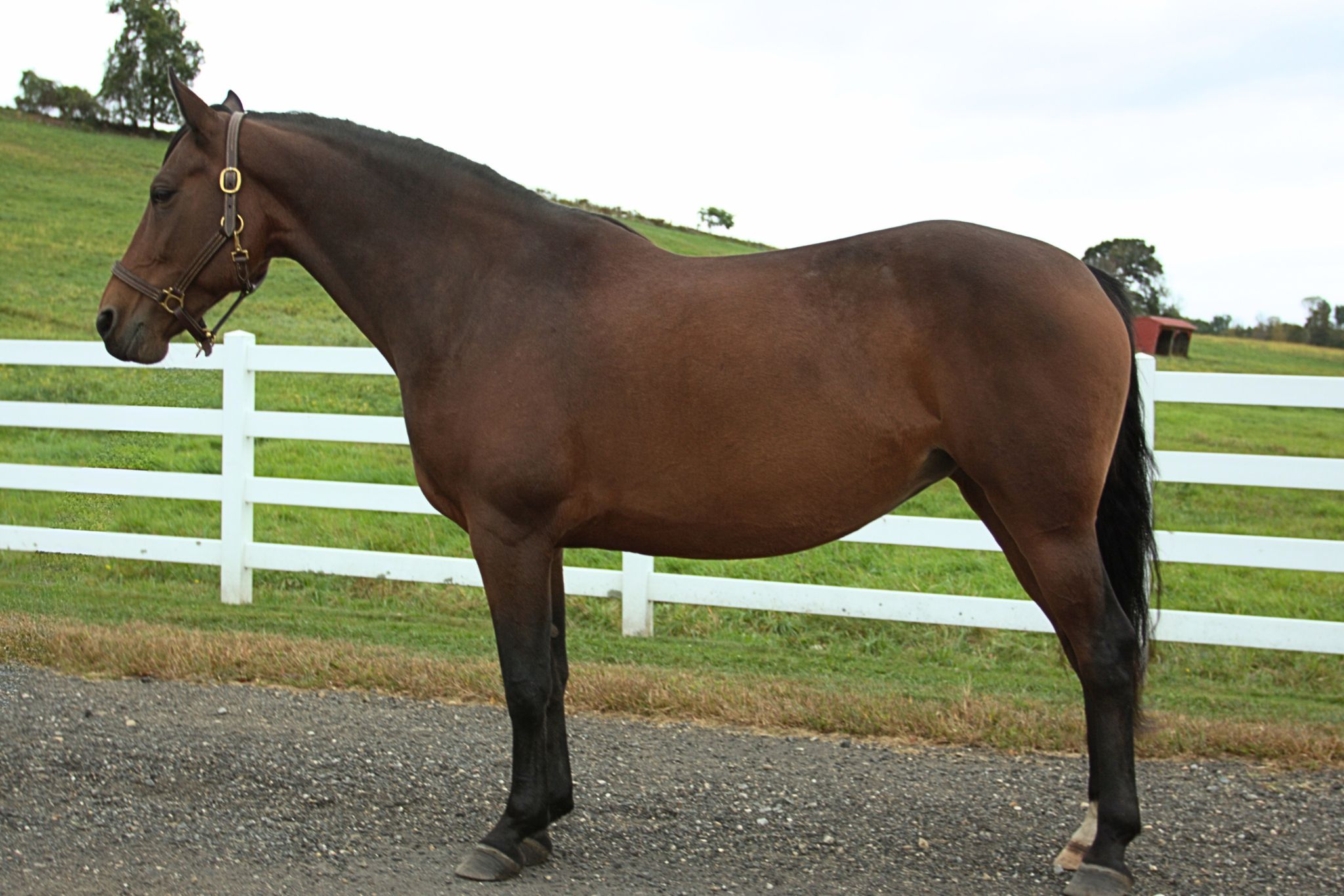Dark Brown Horse Facing Left