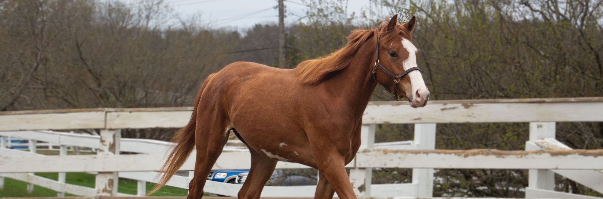 Light brown horse with white stripe across forehead and muzzle running outside in fenced paddock