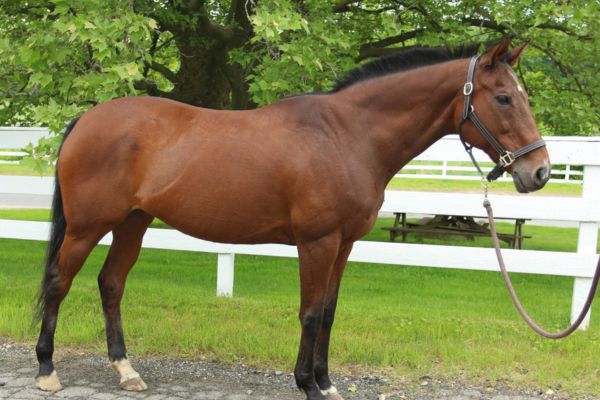 Brown Thoroughbred Mare.
