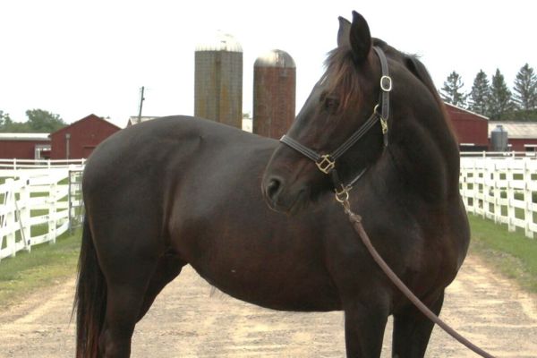 Black FresianX Mare.