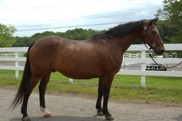 Bay Morgan Gelding.