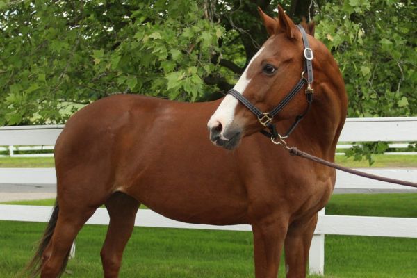 Light Brown Thoroughbred Mare.