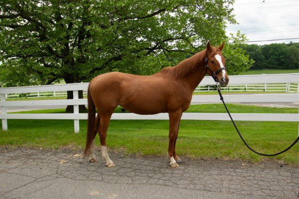 Thoroughbred Cross Mare.