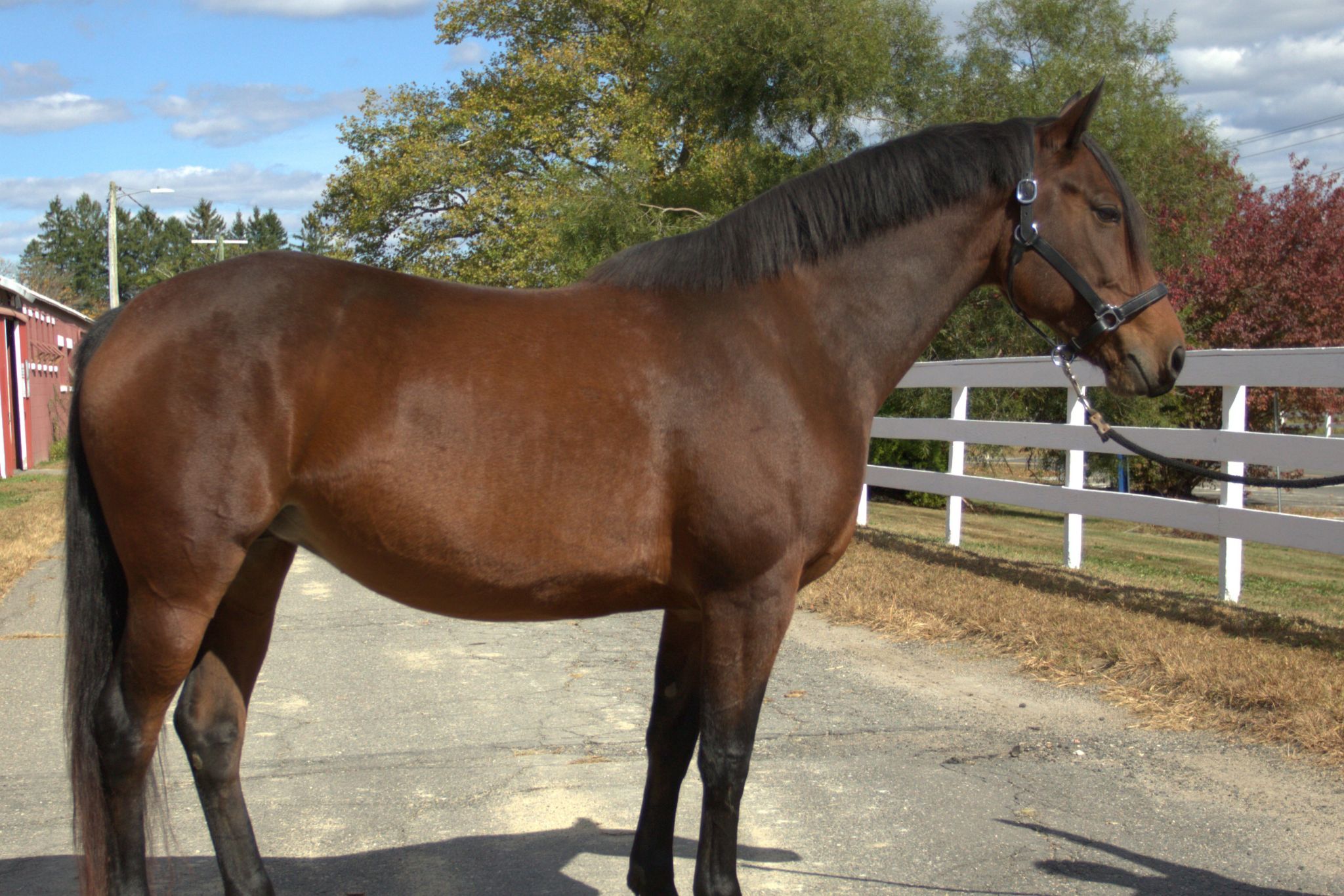 Dark Brown Horse Facing Right