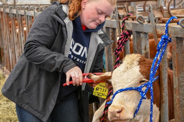 Student tagging red and white cow sitting in a pen