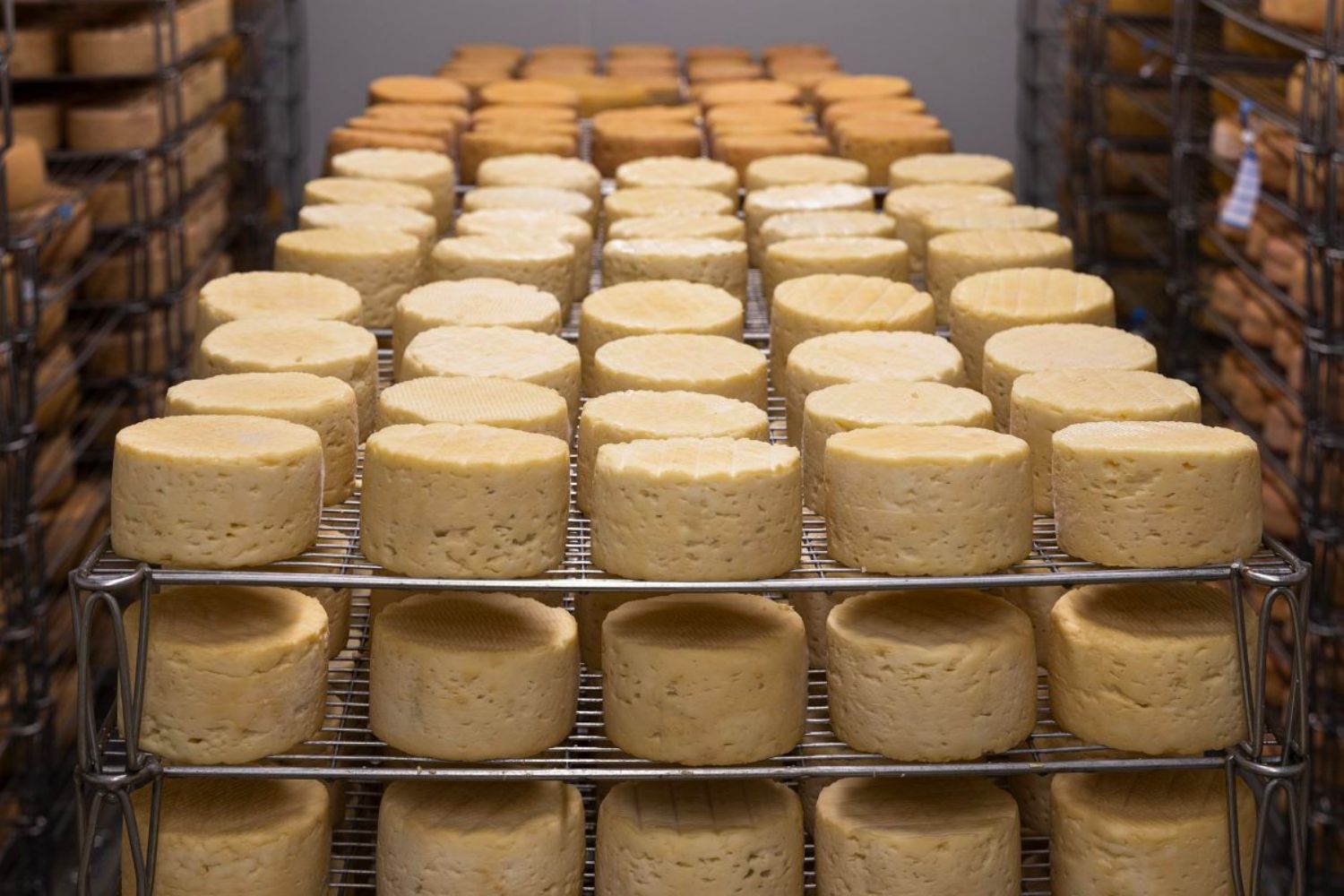 Wheels of cheese being stored in a refrigerator.