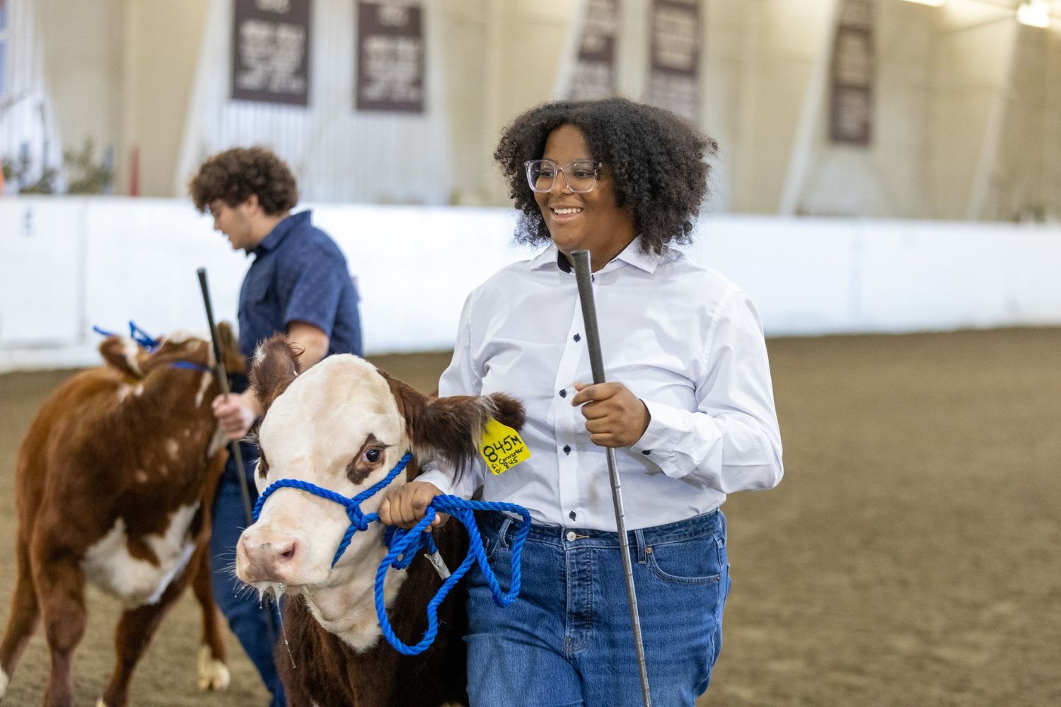 A woman walks a cow in an arena.