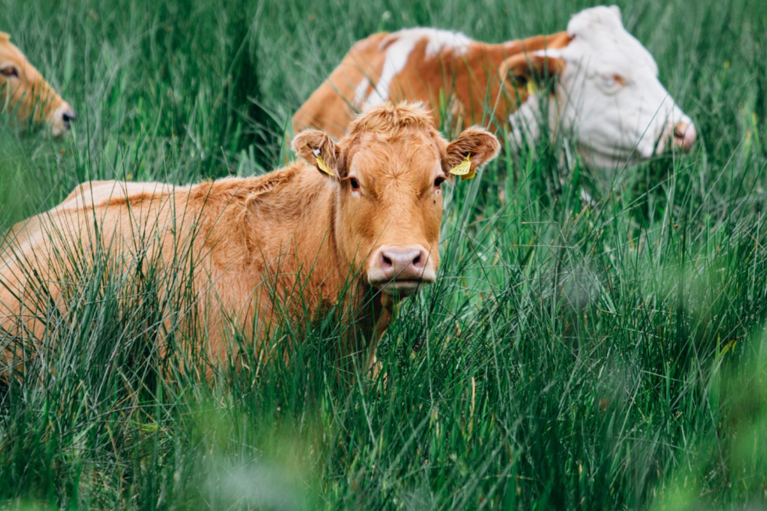 A brown cow sitting in a field of grass.