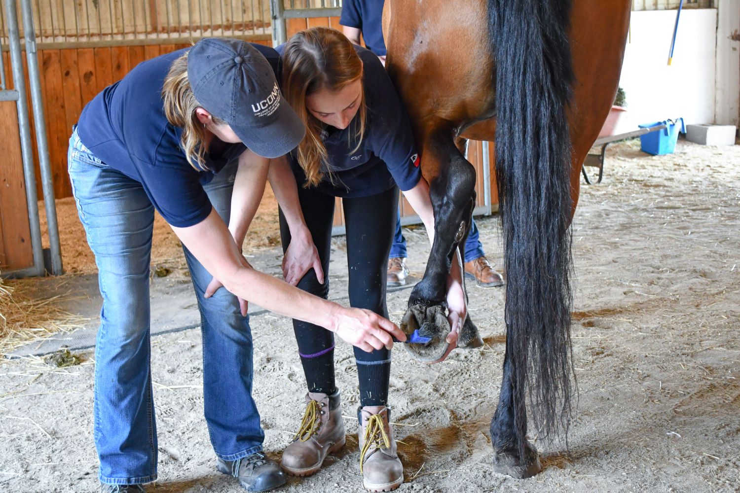 A woman is fitting shoes on a horse.