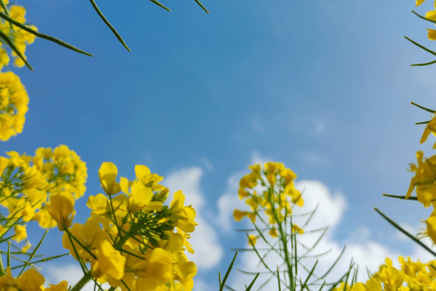 Yellow flowers bloom on a sunny day.