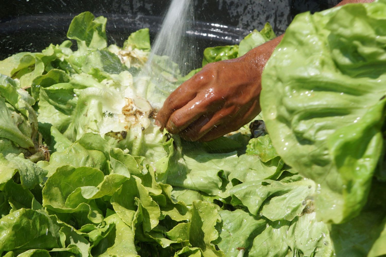 Washing heads of lettuce with water.
