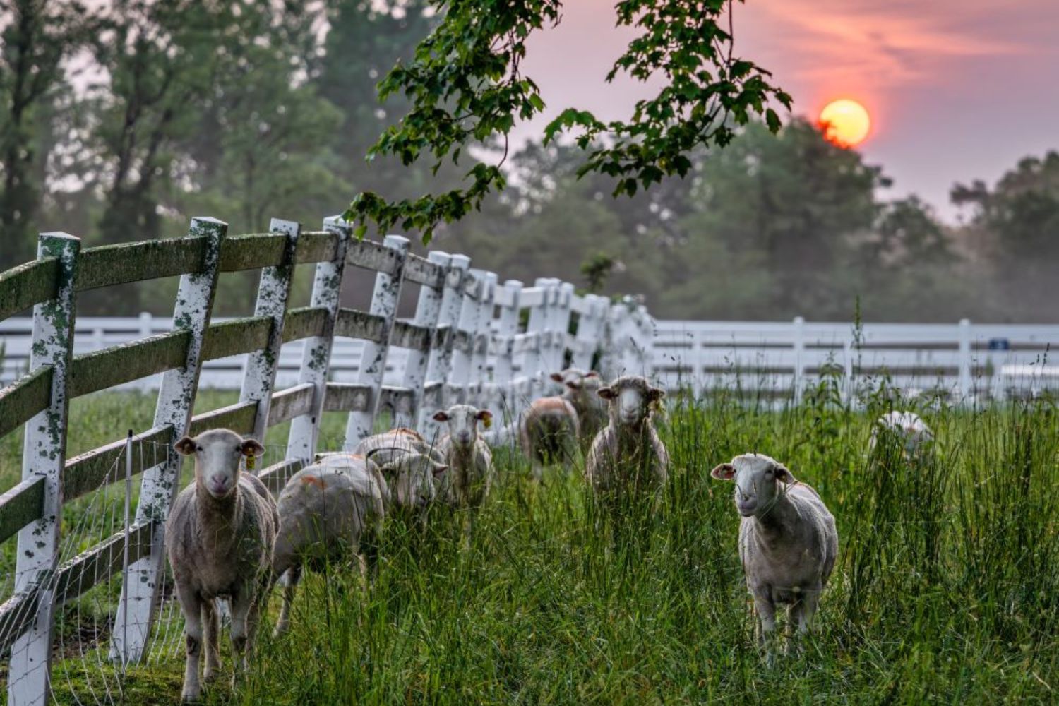 A group of sheep standing in a grassy field at sunset.